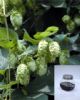 Hops Extract